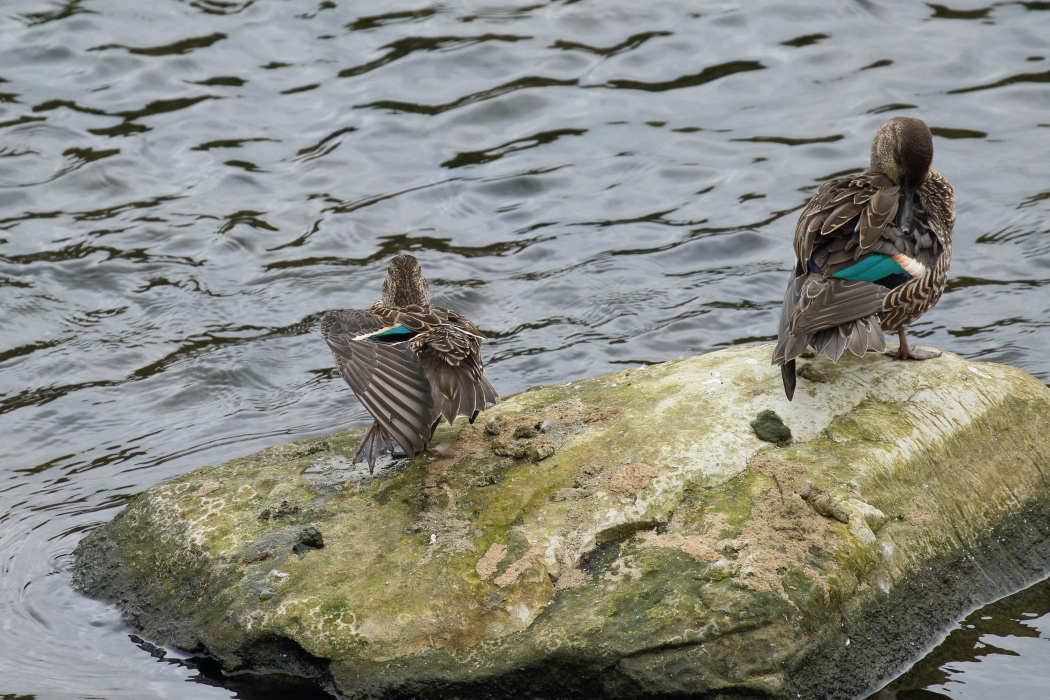 曇り空近所の水鳥_a0354807_18330015.jpg