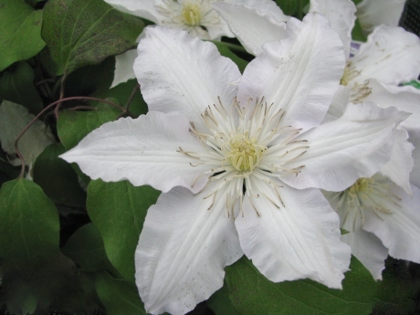 【真作】【複製】工芸画　鏑木清方　月見舟　優雅な舞妓の情景　涼風の舟　U169 鏑木清方「隅田河舟遊」の屏風に発見あれこれ | MCs Art Diary