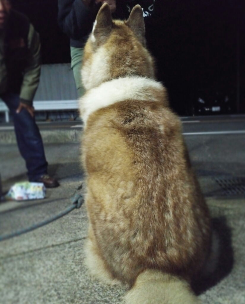 こりゃ手強い_a0159215_01591345.jpg