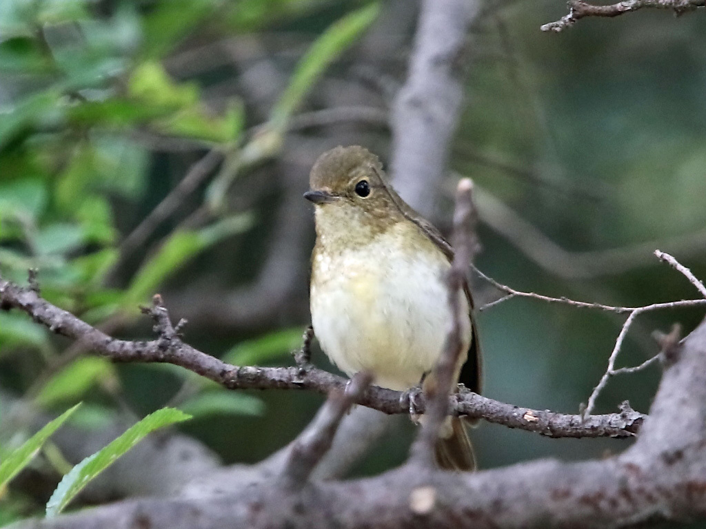 今日も公園　キビタキ♀　ジョウビタキ　ムシクイ_f0368325_17591862.jpg