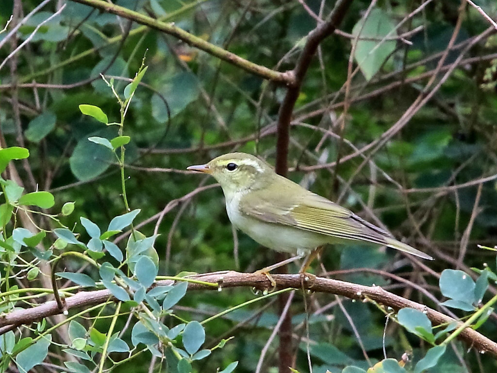 今日も公園　キビタキ♀　ジョウビタキ　ムシクイ_f0368325_18020970.jpg