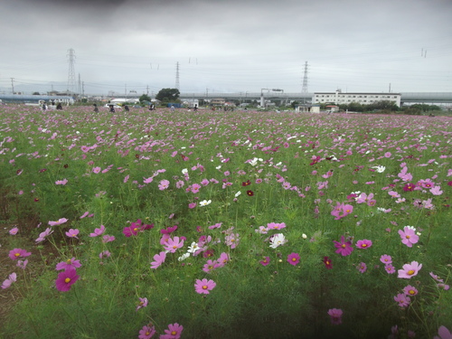 夢の日本シリーズ開幕_b0137932_1451219.jpg
