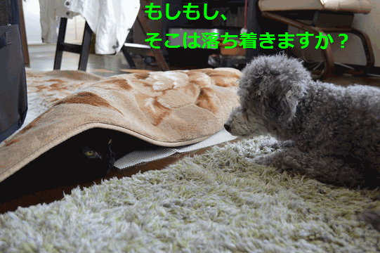 c0136736_15321109.gif