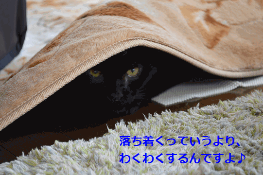 c0136736_15322548.gif