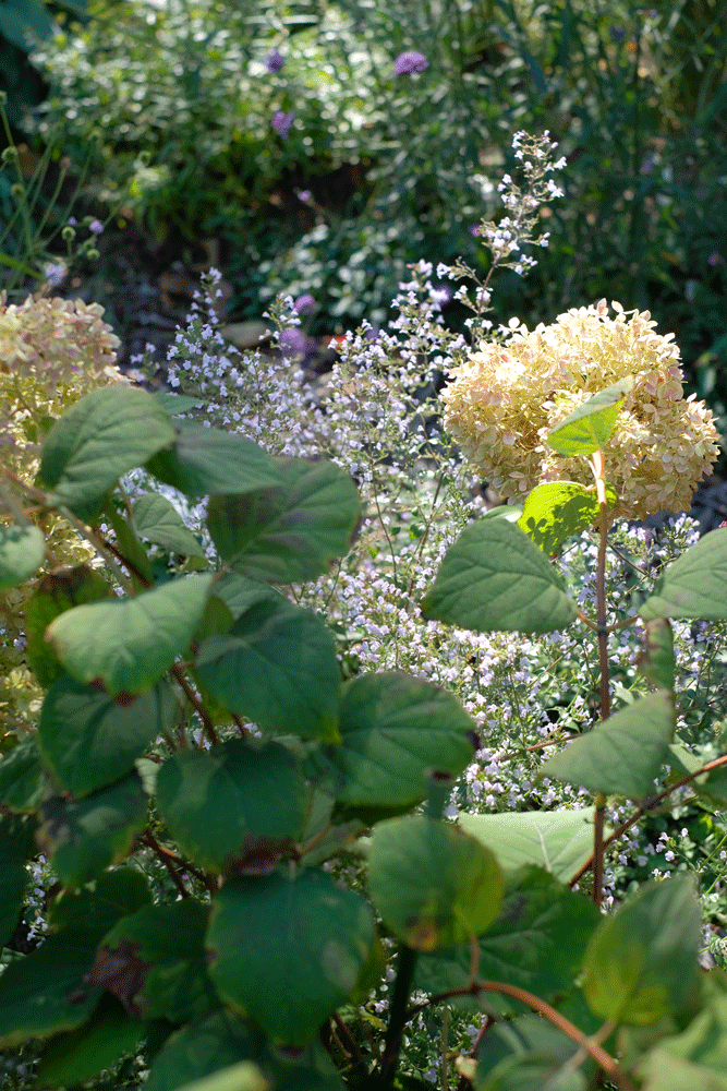 c0162846_1159508.gif