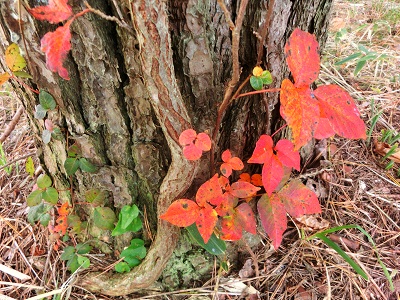 ツタウルシの紅葉_f0019247_0225711.jpg