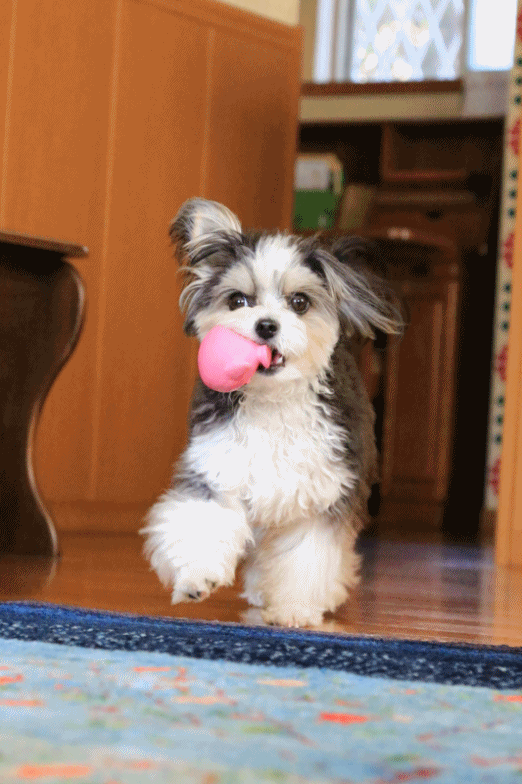 c0145250_10325337.gif