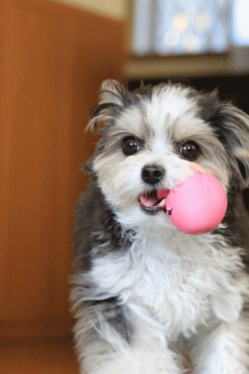 c0145250_10330737.gif