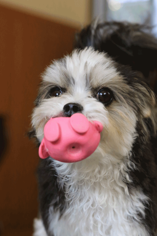 c0145250_10334368.gif