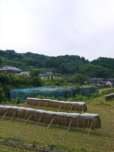 太秋柿 秋の果実の王様『太秋柿』が最旬を迎え大好評販売中!柿は体内のアルコール分解にも良いんです!_a0254656_17133548.jpg