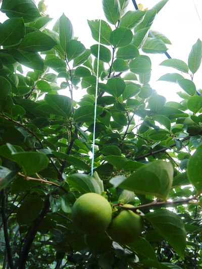 太秋柿 秋の果実の王様『太秋柿』が最旬を迎え大好評販売中!柿は体内のアルコール分解にも良いんです!_a0254656_17231858.jpg