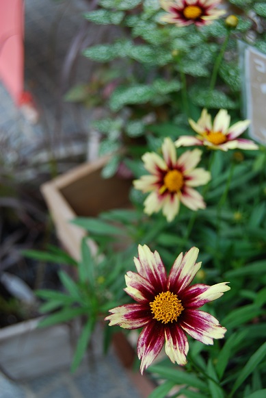 a0201358_15355019.jpg