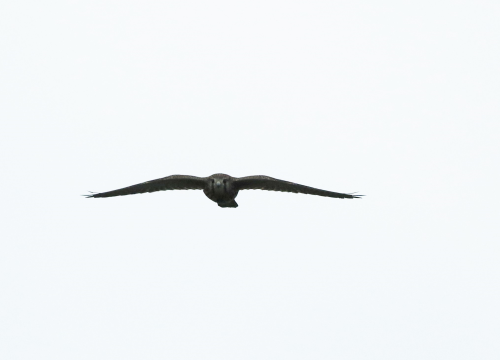 a0335760_17561749.png