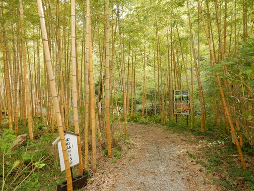 ’16,10,22(土)秋の花野辺の里!_f0060461_10133457.jpg
