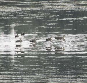 b0149071_15274628.gif