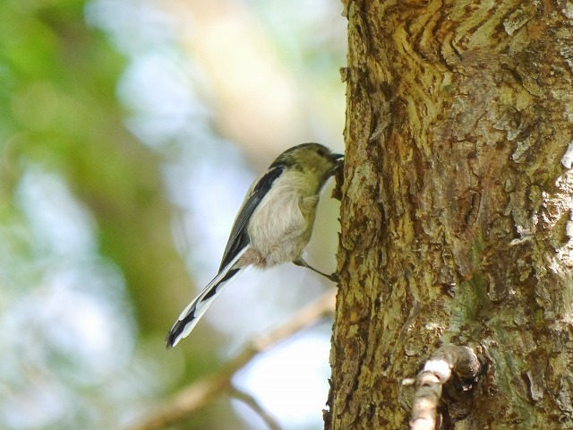 久しぶりの青葉の森 エナガ、カワラヒワ_d0088184_23452066.jpg