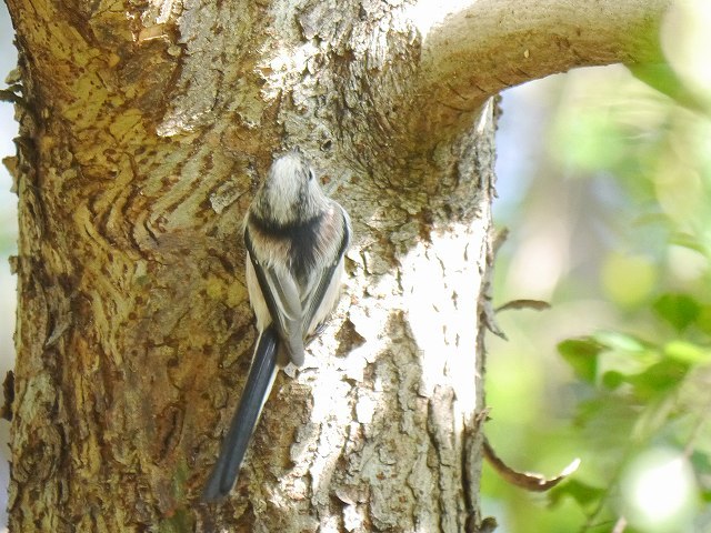 久しぶりの青葉の森 エナガ、カワラヒワ_d0088184_23460085.jpg