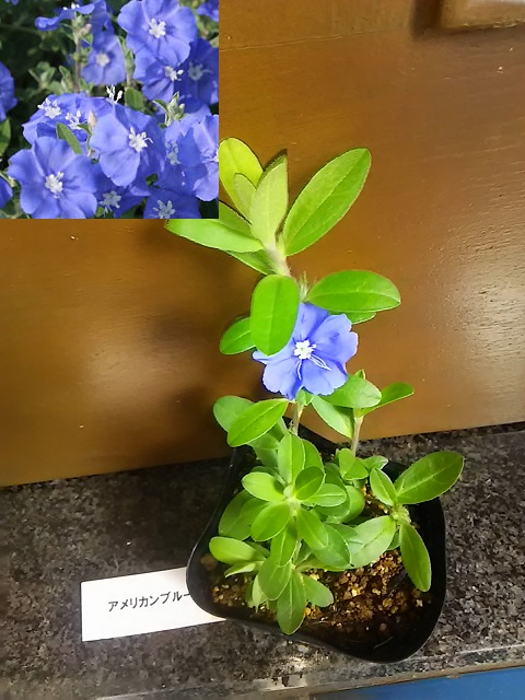 青い花の苗6種 20ポットをネット購入してみた : 健気に育つ 青い花の苗6種 20ポットをネット購入してみた : 健気に育つ