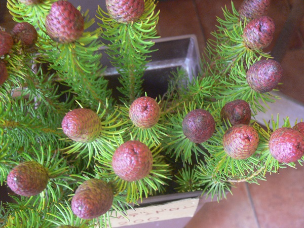 e0140986_16144228.jpg