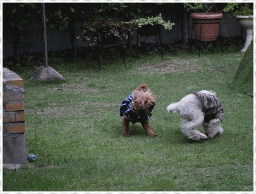 b0175688_23410866.gif