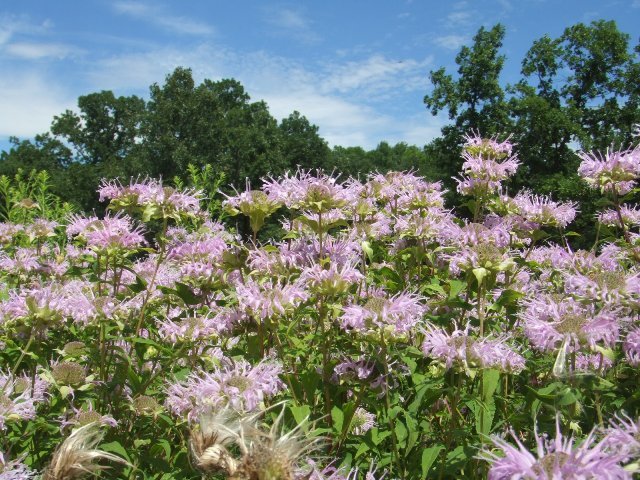 c0062603_07171245.jpg