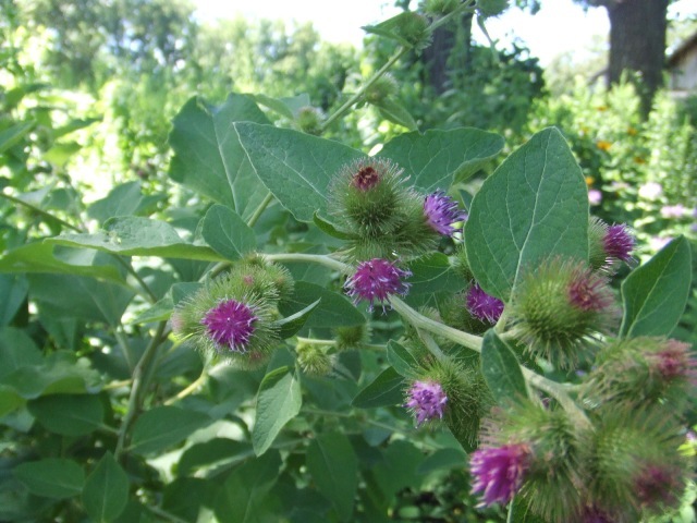 c0062603_07191342.jpg