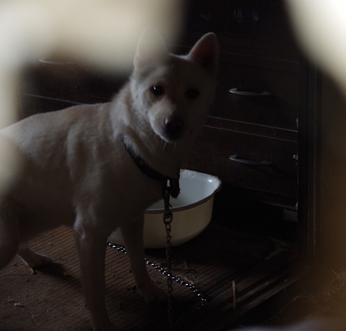 2016年 10月17日千葉県某所中型犬MIX一斉手術報告_a0304512_22451763.jpg