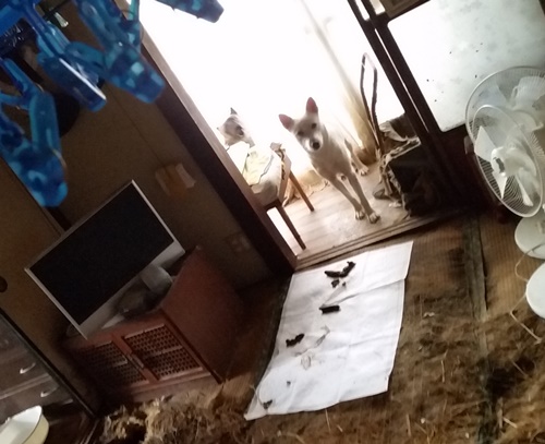 2016年 10月17日千葉県某所中型犬MIX一斉手術報告_a0304512_22481618.jpg