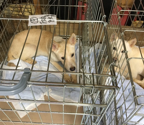 2016年 10月17日千葉県某所中型犬MIX一斉手術報告_a0304512_22493231.jpg