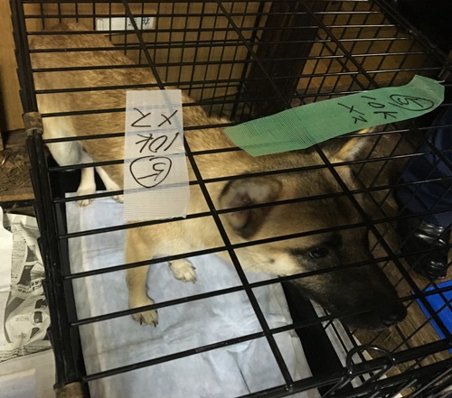 2016年 10月17日千葉県某所中型犬MIX一斉手術報告_a0304512_22493880.jpg