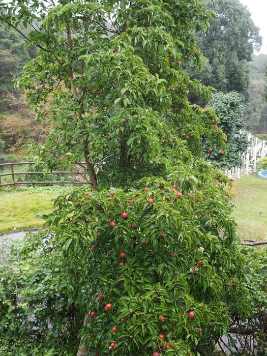海の見える杜美術館の庭園散策_c0116915_025477.jpg