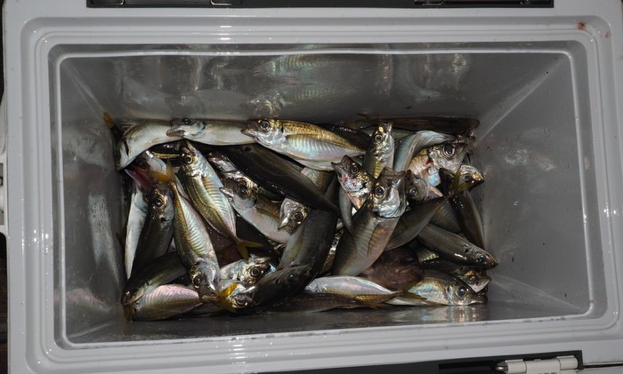 夫の釣果_c0116915_0455513.jpg