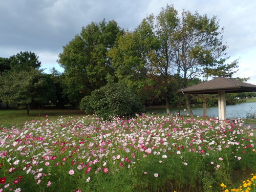 海の中道海浜公園 コスモス散策_a0315918_19511910.jpg