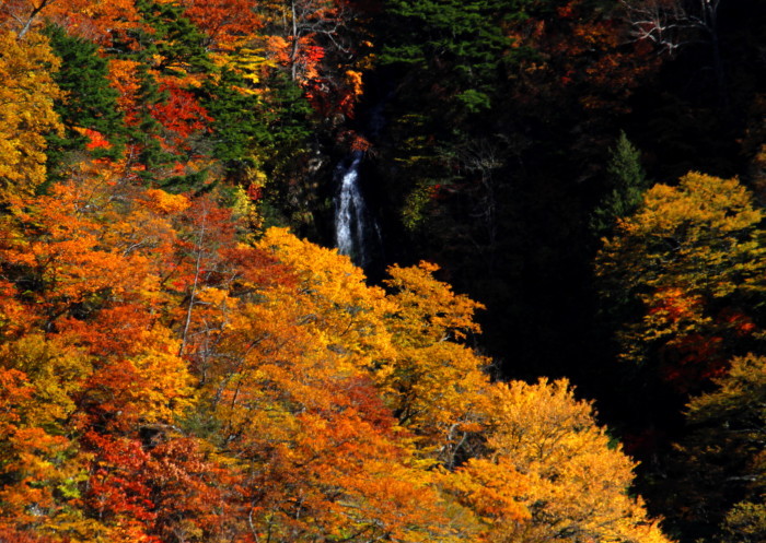 福島市　「磐梯吾妻スカイライン」の紅葉　③_d0106628_08071074.jpg