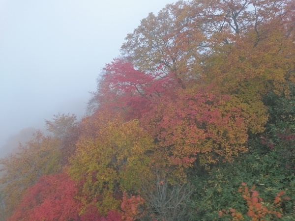 栂池自然園の紅葉　下り_f0224736_13352887.jpg