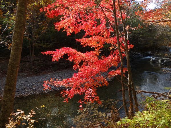 岩泉・大川渓流ロードの紅葉2016_b0206037_22165923.jpg