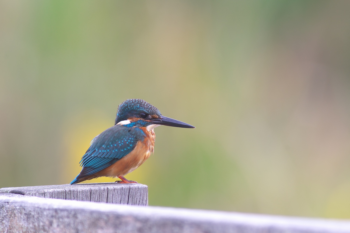 カワセミ幼鳥_d0031745_21232258.jpg