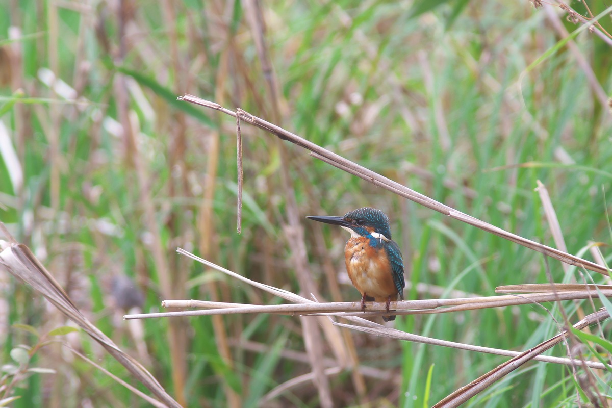 カワセミ幼鳥_d0031745_21251181.jpg