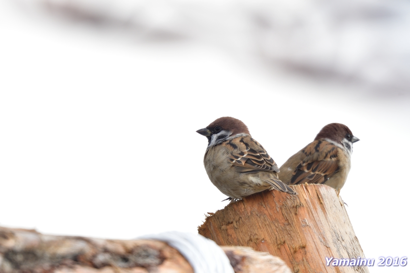 週末鳥見の限界が・・・スズメ。_f0194048_15495193.jpg