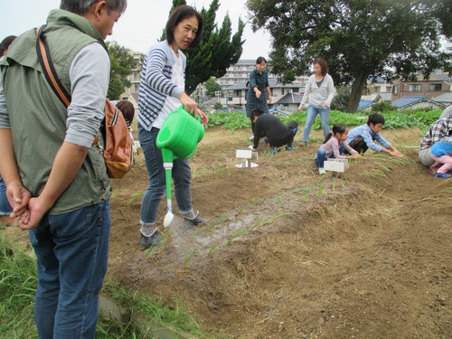 玉ねぎの植え付け　終了です(\'◇\')ゞ_f0079749_19372651.jpg