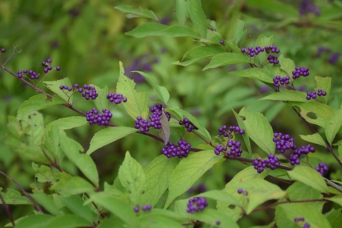 f0343750_21375572.jpg