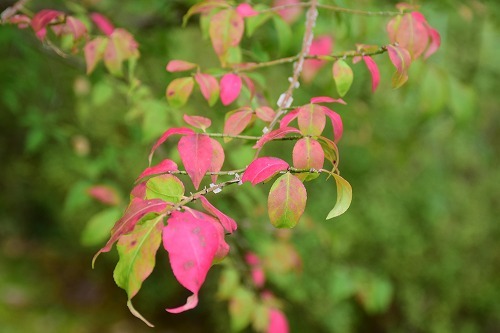 f0343750_21491647.jpg