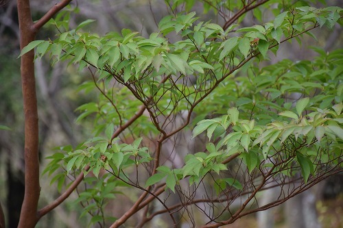 f0343750_21501463.jpg