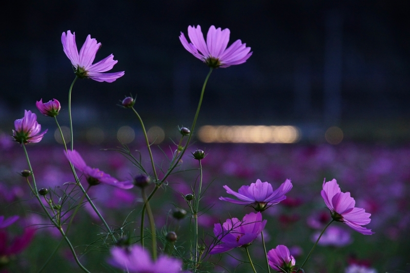 夕暮れの秋桜　　2016-10-23　更新_e0229455_15115973.jpg