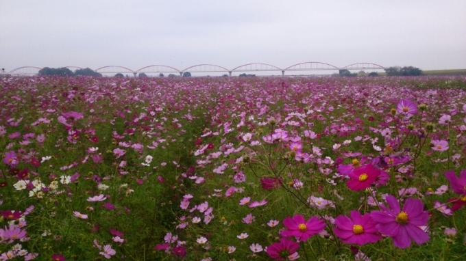 コスモス畑と赤い水道橋の遠景_d0116059_21510674.jpg