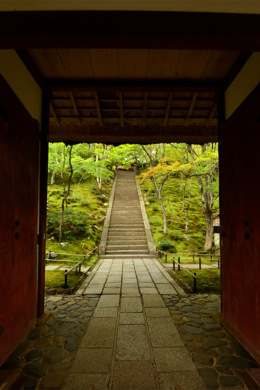 常寂光寺　杜鵑草とツワブキ_c0317868_17480247.jpg