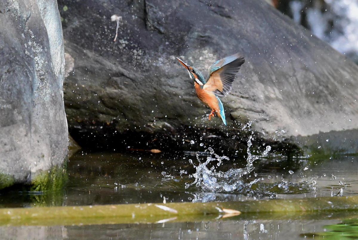 U公園のカワセミ_c0144588_15273259.jpg