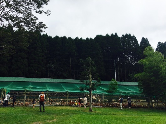 霧島たまご牧場_e0145589_22035894.jpg