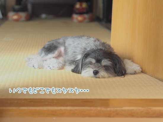 ワンコがダメになるクッション しまむらホイホイ 犬のまいにち