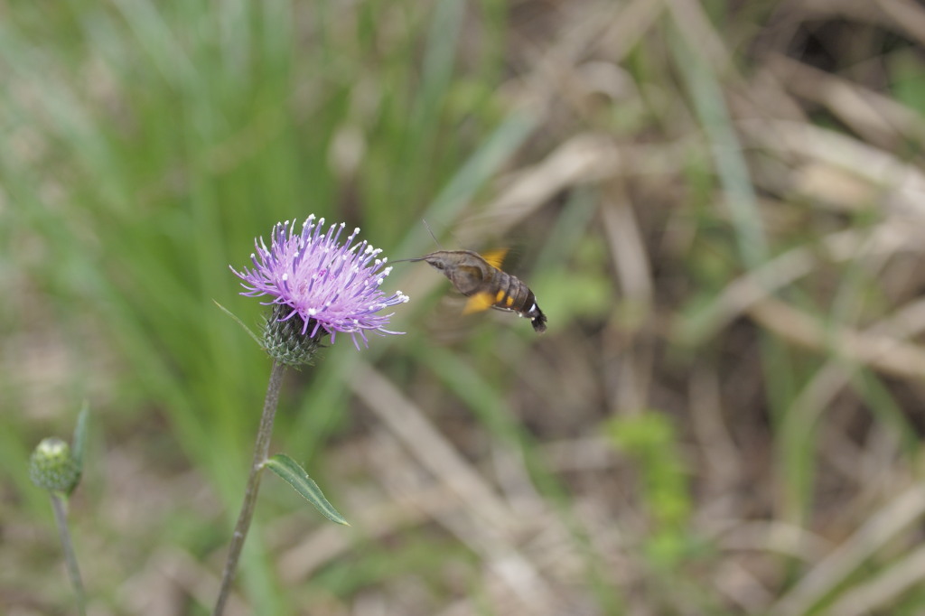 c0238497_10542692.jpg